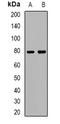 T-Box 3 antibody, orb382552, Biorbyt, Western Blot image 