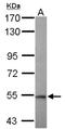 Tripartite Motif Containing 11 antibody, NBP2-20705, Novus Biologicals, Western Blot image 