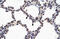 Nuclear Factor Kappa B Subunit 2 antibody, 27-680, ProSci, Immunohistochemistry frozen image 
