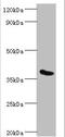 Phytanoyl-CoA 2-Hydroxylase antibody, orb353046, Biorbyt, Western Blot image 