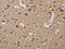 Cytochrome c oxidase subunit 6B1 antibody, CSB-PA877027, Cusabio, Immunohistochemistry frozen image 