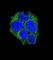 Leucine Rich Repeat Containing G Protein-Coupled Receptor 5 antibody, abx031681, Abbexa, Western Blot image 