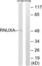 Phosphorylated Adaptor For RNA Export antibody, abx014837, Abbexa, Western Blot image 