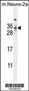 MAF1 Homolog, Negative Regulator Of RNA Polymerase III antibody, MBS9207437, MyBioSource, Western Blot image 