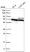 RNASELI antibody, NBP2-58061, Novus Biologicals, Western Blot image 