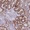 Glycine Decarboxylase antibody, NBP2-38682, Novus Biologicals, Immunohistochemistry frozen image 