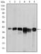 Survival Of Motor Neuron 2, Centromeric antibody, NBP2-37594, Novus Biologicals, Western Blot image 