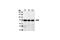 Eukaryotic Translation Initiation Factor 4B antibody, 3592T, Cell Signaling Technology, Western Blot image 