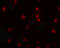Tctex1 domain-containing protein 2 antibody, 6953, ProSci, Immunofluorescence image 