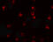 Tctex1 Domain Containing 2 antibody, 6953, ProSci, Immunofluorescence image 