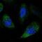 NPR3 Like, GATOR1 Complex Subunit antibody, NBP1-88447, Novus Biologicals, Immunocytochemistry image 