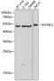 RuvB Like AAA ATPase 2 antibody, 14-511, ProSci, Western Blot image 