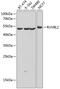 RuvB-like 2 antibody, 14-511, ProSci, Western Blot image 