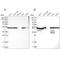 Protein Disulfide Isomerase Family A Member 6 antibody, NBP1-84798, Novus Biologicals, Western Blot image 