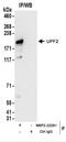 UPF2 Regulator Of Nonsense Mediated MRNA Decay antibody, NBP2-22281, Novus Biologicals, Immunoprecipitation image 