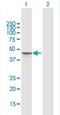 Mitochondrial transcription termination factor 1 antibody, H00007978-B02P-50ug, Novus Biologicals, Western Blot image 