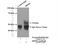 Signal recognition particle 54 kDa protein antibody, 17976-1-AP, Proteintech Group, Immunoprecipitation image 