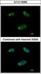 G Protein Subunit Alpha 15 antibody, GTX118385, GeneTex, Immunocytochemistry image 