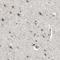 Skap55r antibody, NBP2-47288, Novus Biologicals, Immunohistochemistry frozen image 