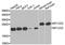 Mitochondrially Encoded Cytochrome C Oxidase II antibody, GTX33329, GeneTex, Western Blot image 