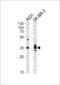 Annexin A2 antibody, 62-901, ProSci, Western Blot image 