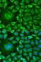 UbiA Prenyltransferase Domain Containing 1 antibody, LS-C749225, Lifespan Biosciences, Immunofluorescence image 