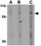 DISC1 Scaffold Protein antibody, GTX31320, GeneTex, Western Blot image 