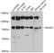Monooxygenase DBH Like 1 antibody, 19-423, ProSci, Western Blot image 