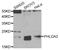 Pleckstrin Homology Like Domain Family A Member 2 antibody, PA5-76870, Invitrogen Antibodies, Western Blot image 