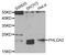 Pleckstrin Homology Like Domain Family A Member 2 antibody, PA5-76870, Invitrogen Antibodies, Western Blot image 