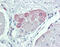 Transient Receptor Potential Cation Channel Subfamily M Member 2 antibody, 25-953, ProSci, Immunohistochemistry frozen image 