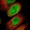 Ubiquitin Like With PHD And Ring Finger Domains 1 antibody, NBP1-88255, Novus Biologicals, Immunofluorescence image 