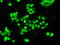 Small RNA Binding Exonuclease Protection Factor La antibody, GTX83558, GeneTex, Immunocytochemistry image 