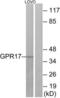 G Protein-Coupled Receptor 17 antibody, LS-C120710, Lifespan Biosciences, Western Blot image 