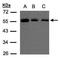 Oxysterol-binding protein-related protein 2 antibody, GTX108020, GeneTex, Western Blot image 