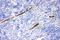 Calponin 1 antibody, LS-C313323, Lifespan Biosciences, Immunohistochemistry paraffin image 