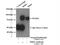 Ribosomal Protein S6 Kinase A2 antibody, 14446-1-AP, Proteintech Group, Immunoprecipitation image 