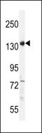 Partner And Localizer Of BRCA2 antibody, LS-C163349, Lifespan Biosciences, Western Blot image 