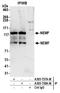 Nuclear Export Mediator Factor antibody, A305-758A-M, Bethyl Labs, Immunoprecipitation image 