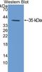 Protein Kinase C Gamma antibody, LS-C298808, Lifespan Biosciences, Western Blot image 