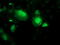 Spermine Synthase antibody, LS-C173063, Lifespan Biosciences, Immunofluorescence image 