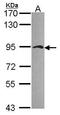 Junction Plakoglobin antibody, GTX114156, GeneTex, Western Blot image 