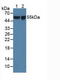 Apoptosis inhibitor 5 antibody, LS-C712968, Lifespan Biosciences, Western Blot image 