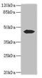 Actin Like 7B antibody, CSB-PA897577LA01HU, Cusabio, Western Blot image 