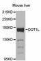 DOT1 Like Histone Lysine Methyltransferase antibody, LS-C746934, Lifespan Biosciences, Western Blot image 