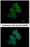 Beta-Secretase 2 antibody, PA5-29882, Invitrogen Antibodies, Immunofluorescence image 