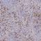 Eosinophil Peroxidase antibody, NBP2-13967, Novus Biologicals, Immunohistochemistry frozen image 