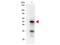 Programmed Cell Death 4 antibody, TA319575, Origene, Western Blot image 