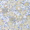 Fibroblast Growth Factor 13 antibody, A7895, ABclonal Technology, Immunohistochemistry paraffin image 