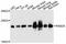 RAB2A, Member RAS Oncogene Family antibody, abx126447, Abbexa, Western Blot image 